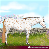 Horse Color:Chestnut Splash Near Leopard 