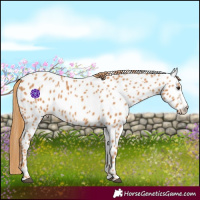 Horse Color:Chestnut Splash Appaloosa 