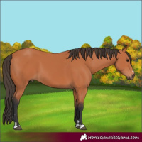 Horse Color:Bay 
