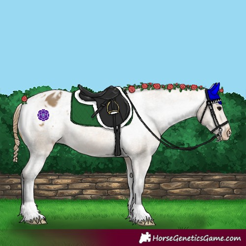 Horse Color:Buckskin Appaloosa 