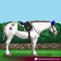 Horse Color:Buckskin Appaloosa 