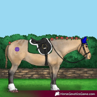 Horse Color:Buckskin Appaloosa 