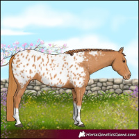 Horse Color:Chestnut Tobiano Near Leopard Rabicano 
