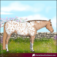 Horse Color:Chestnut Tobiano Appaloosa Rabicano 