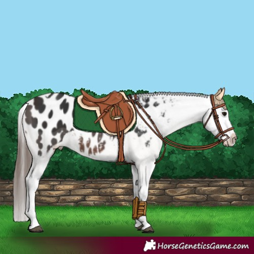 Horse Color:Brown Tobiano Appaloosa 