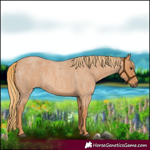 Horse Color:Red Roan 