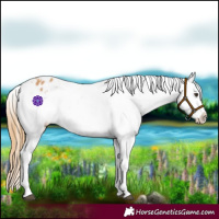 Horse Color:Chestnut Splash Tobiano Appaloosa 