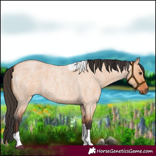 Horse Color:Bay Roan Dun Tobiano