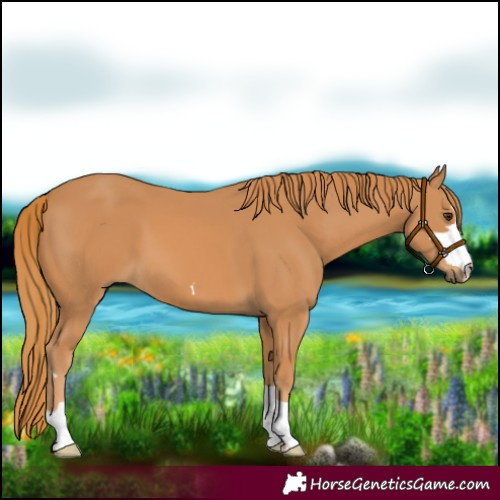 Horse Color:Chestnut 