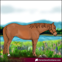 Horse Color:Chestnut 
