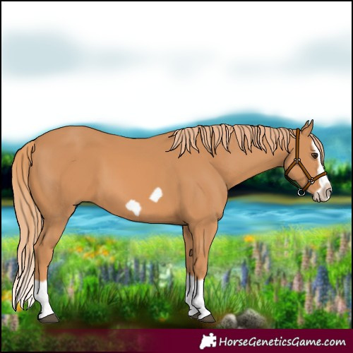 Horse Color:Chestnut Splash Frame