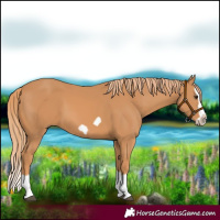 Horse Color:Chestnut Splash Frame 