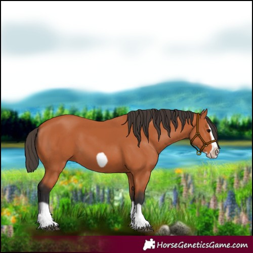 Horse Color:Bay Splash Frame