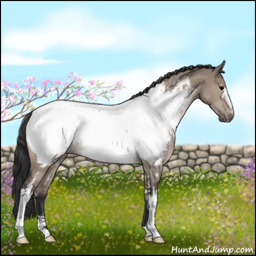 Horse Color:White Spotted Brown Dun Sabino Appaloosa 