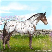 Horse Color:White Spotted Liver Chestnut Appaloosa 
