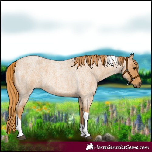 Horse Color:Red Roan Tobiano 