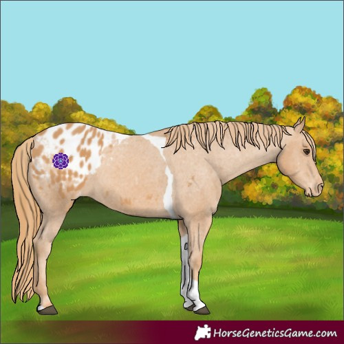Horse Color:Chestnut Tobiano Blanket 