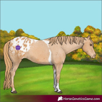 Horse Color:Chestnut Tobiano Appaloosa 