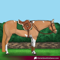 Horse Color:Chestnut Tobiano 