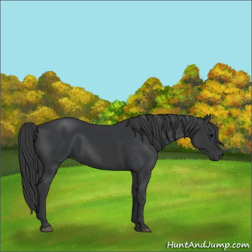 Horse Color:Black 