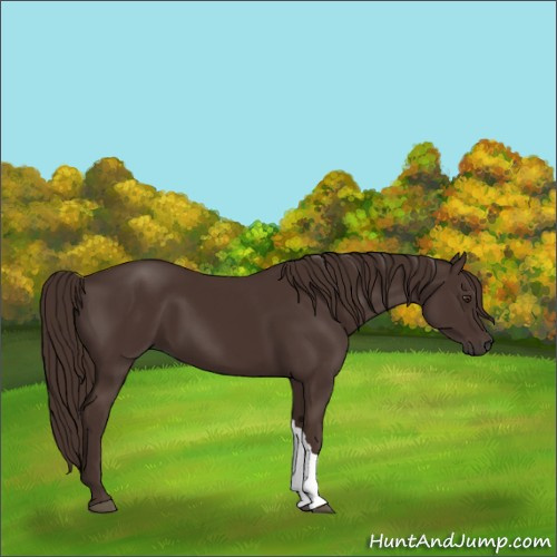 Horse Color:Liver Chestnut