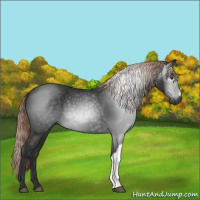 Horse Color:Gray Liver Chestnut 