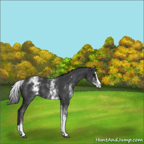 Horse Color:White Spotted Black Splash 