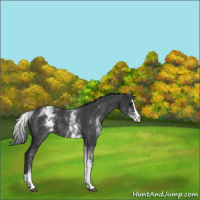 Horse Color:White Spotted Black Splash 
