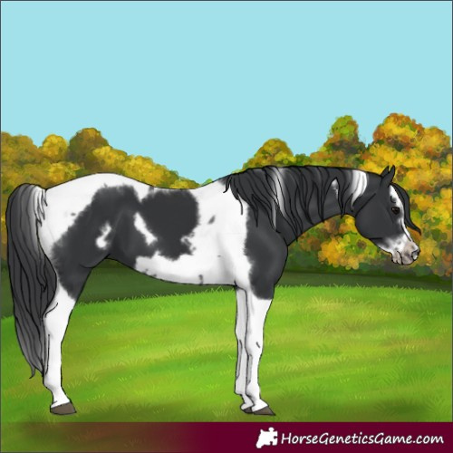 Horse Color:Black Splash Tobiano Frame