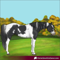 Horse Color:Black Splash Tobiano Frame
