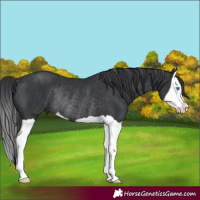 Horse Color:Black Splash Rabicano