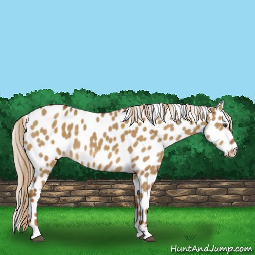 Horse Color:Chocolate Palomino Dun Appaloosa 