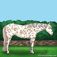 Horse Color:Chocolate Palomino Dun Appaloosa 