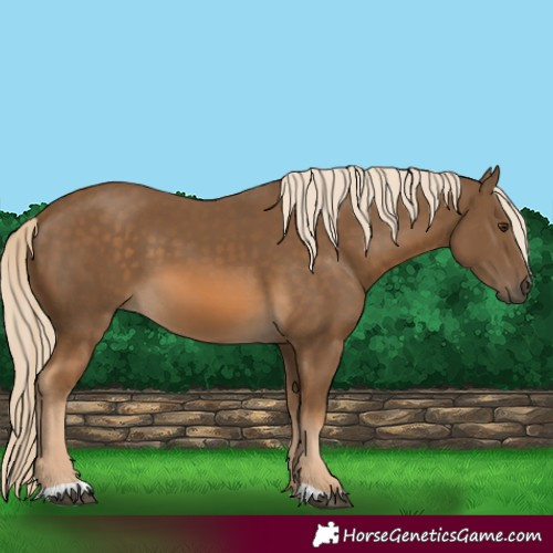 Horse Color:Chocolate Palomino 