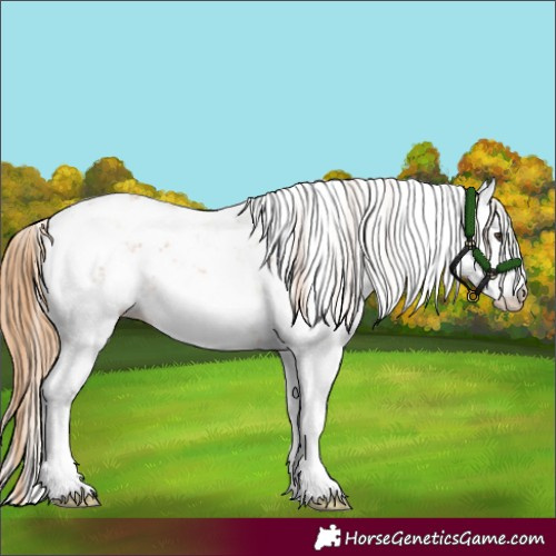 Horse Color:Chestnut Sabino 
