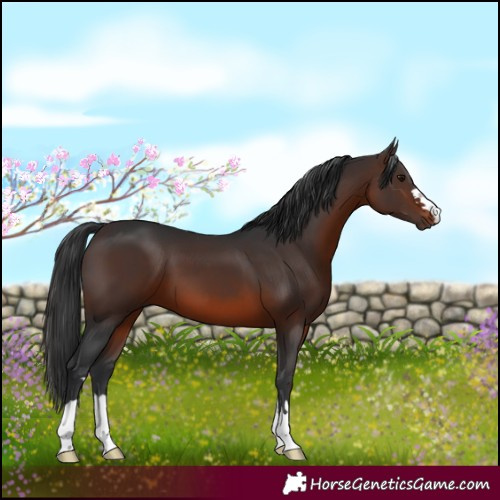 Horse Color:Brown 