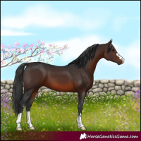 Horse Color:Brown 