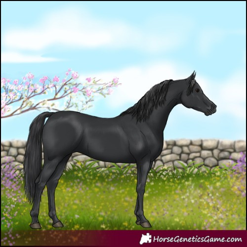 Horse Color:Black 