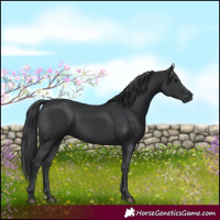Horse Color:Black 