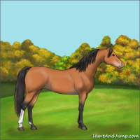 Horse Color:Bay 