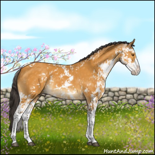 Horse Color:Buckskin Sabino 