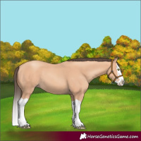 Horse Color:Amber Champagne Splash 