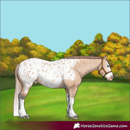 Horse Color:Unknown 