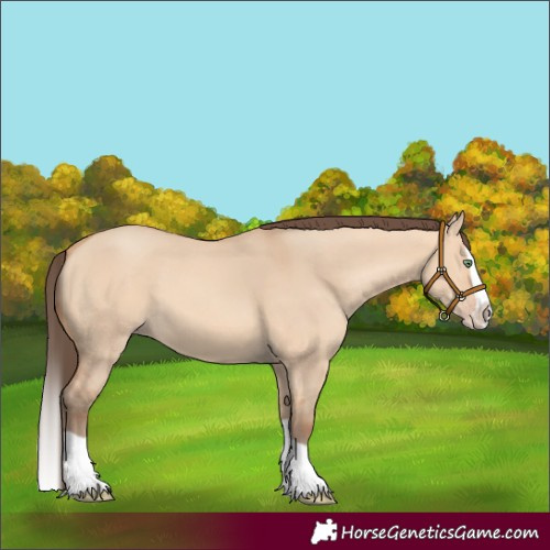 Horse Color:Amber Champagne Dun Splash 