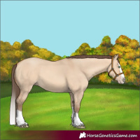 Horse Color:Amber Champagne Dun Splash 