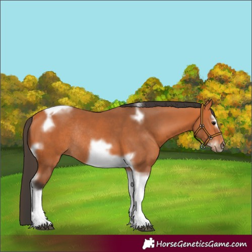Horse Color:Bay Splash Tobiano Frame Rabicano 