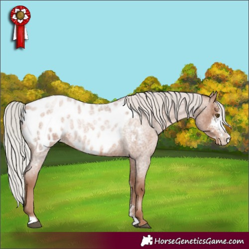 Horse Color:Silver Brown Roan Pearl Sabino Blanket 