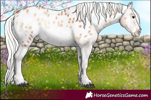 Horse Color:Silver Bay Pearl Onyx Near Leopard 