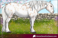 Horse Color:Silver Bay Pearl Onyx Appaloosa