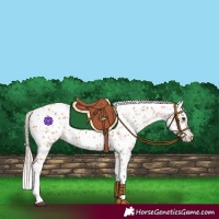 Horse Color:Chestnut Splash Leopard 